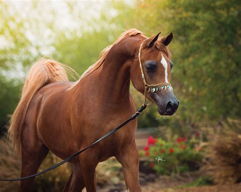 Find out how to saddle a horse with an english or western saddle. In this Issue: January 2019 | Arabian Horse World