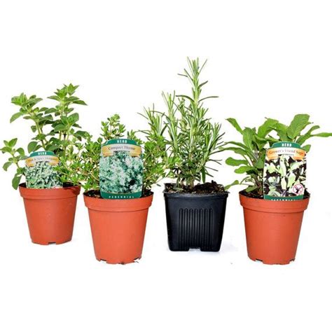 Herb Collection 4 Plants Sage Oregano Thyme And Rosemary Etsy