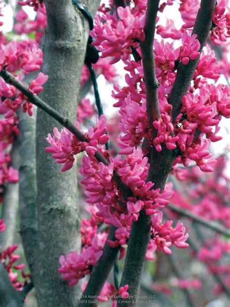 Alberi di primavera con fiori rosaarboles con flores fotografie. Alberi Con Fiori Rosa : Albero Di Fioritura Rosa ...