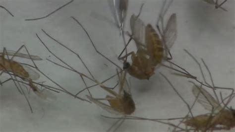 Detectan En Florida Un Virus Mortal Transmitido Por Mosquitos Síntomas