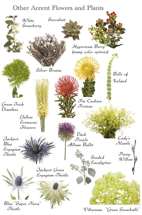 Flower Names By Color Flower Names Types Of Flowers Beautiful Flowers