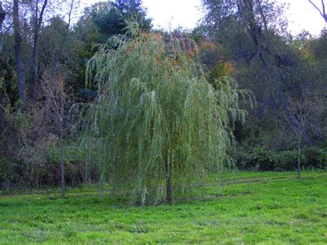 Salix Alba ‘tristis Braun Nursery