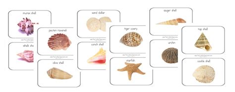 Printable Shell Sorting Mat