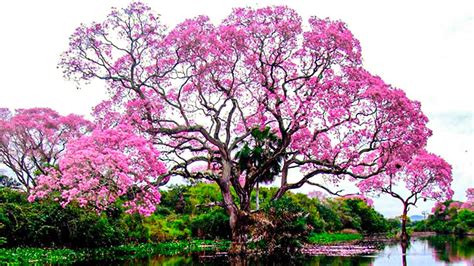 Top 15 Stunning And Beautiful Trees Youtube
