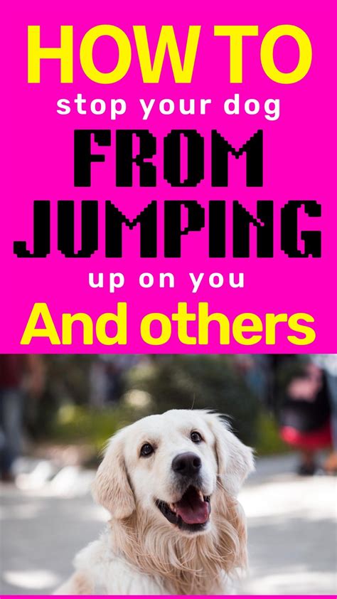 How To Stop Your Dogs From Jumping Up On You And Others Dog Training