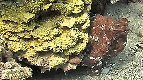 Camouflaging Octopus In The Eilat Red Sea Youtube