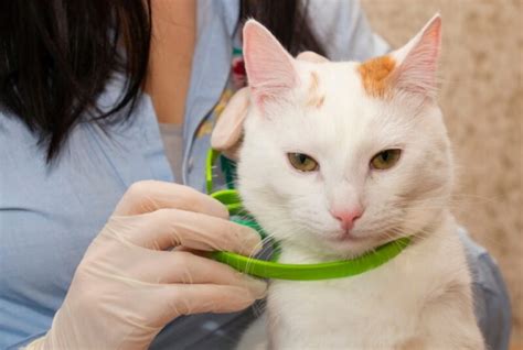 5 Tips On How To Put On A Cat Collar Pet Keen