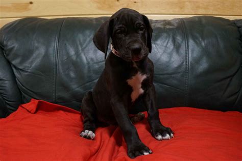 Great dane puppy for sale in lancaster, ca, usa. PKY DANES BREEDERS OF QUALITY EUROPEAN AND AMERICAN GREAT ...