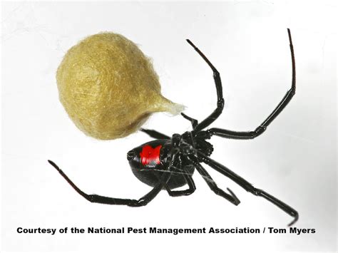 Black Widow Spiders Facts And Extermination Information