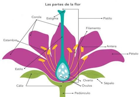 La Reproducción Sexual En Las Plantas Aprende En Casa Ii Primaria