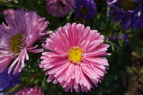 Top View Of Pink Flower Of China Aster Stock Image Image Of Fall