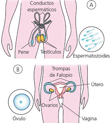 Lista Imagen Enfermedades Del Aparato Reproductor Femenino Y Masculino Lleno