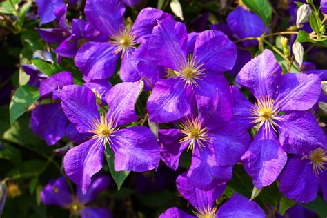 Many flowers prefer the cool days of spring and fall. 25 Purple Flower Ideas for Your Garden, Pots and Planters