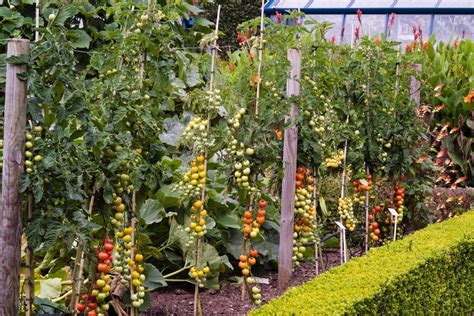 Growing Cordon Tomatoes Bbc Gardeners World Magazine