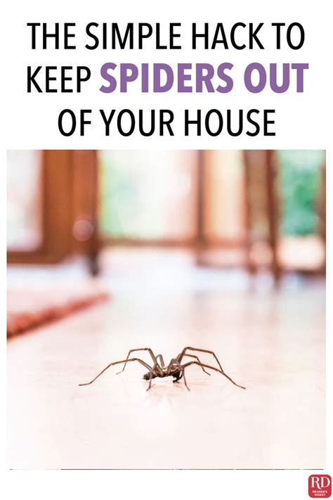 Spiders thrive under dark and dank conditions, which makes the average garage in america appealing for several types of pests, not just spiders. This Simple Hack Will Keep Spiders Out of Your House ...