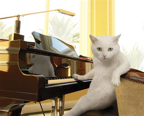 Cats Be The Piano 1 By Aniim3 L0v3r On Deviantart