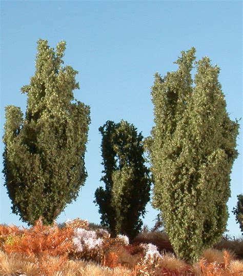 Die wacholder (juniperus) sind eine pflanzengattung in der unterfamilie cupressoideae innerhalb der familie der zypressengewächse (cupressaceae). Mininatur - Wacholder (1:87) Sommer