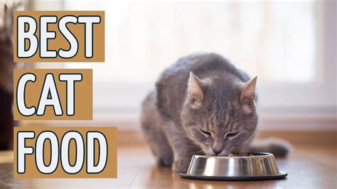 He may be a bit depressed. Best Cat Food: TOP 15 Cat Foods of 2017 - YouTube