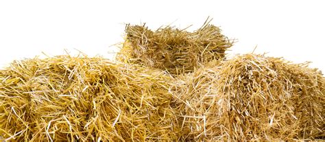 Free illustration: Straw, Straw Bales, Isolated - Free ... Baler hay straw barn guinea pig, barn png.