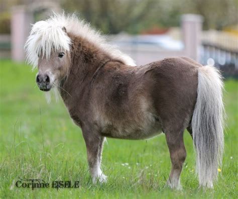 This Cute Shetland Pony Is Mushroom In Color Cute Horses Cute