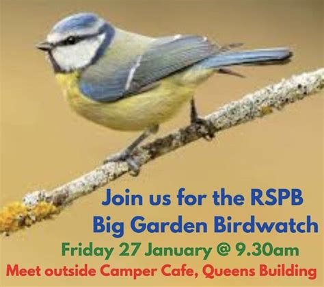 Join Us For The Rspb Big Garden Birdwatch Budding News