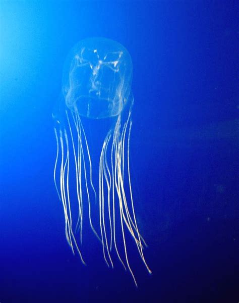 Deadliest Jellyfish In The World Alanqogrimes