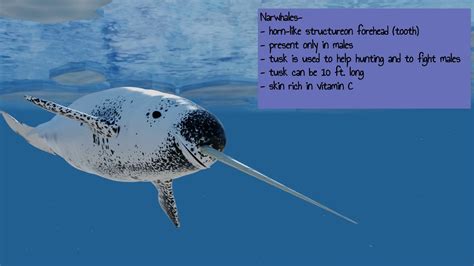 7 Fascinating Facts About Narwhals Fun Facts Large Animals Narwhal
