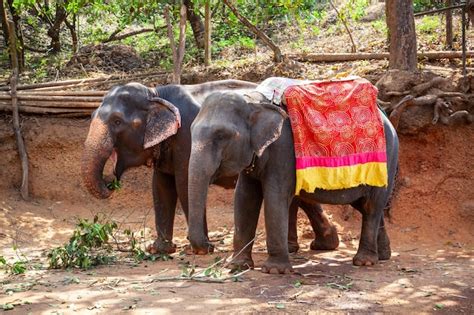 Fotos Orfanato Elefantes 23 000 fotos de arquivo grátis de alta qualidade