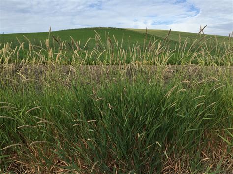 Reed Canarygrass Great Basin Seeds