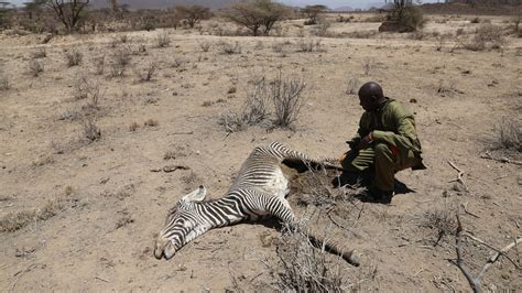 Hundreds Of Elephants And Zebras Die During Drought In Kenya World