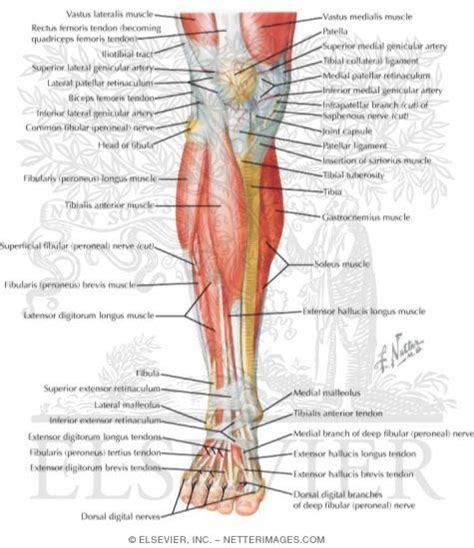Deigram Of Outside Leg Muscles Foot Anatomy Tendons Muscles Of The