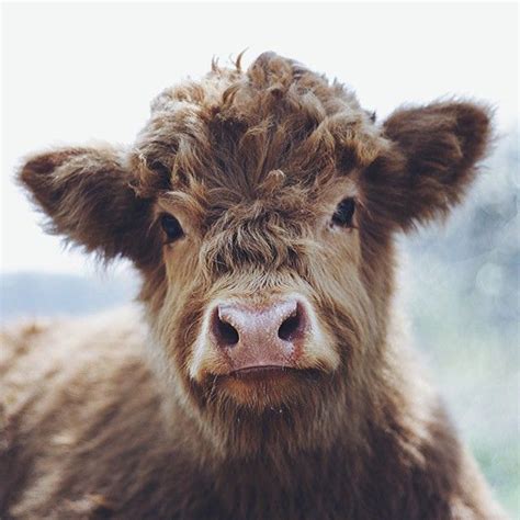 Remo Jacobs Livingitrural The Tenth Calf I Instagram Fluffy Cows
