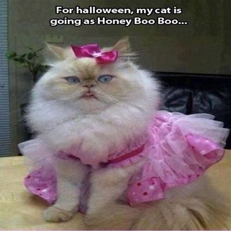 For Halloween My Cat Is Going As Honey Boo Boo Pictures Photos And