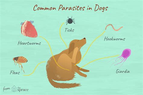 14 Worms Mites Ticks And Other Canine Parasites