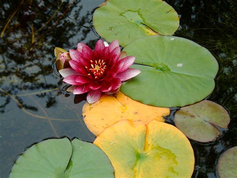 Imageafter Images Maartent Water Lily Flower Lily Pads Lilypads