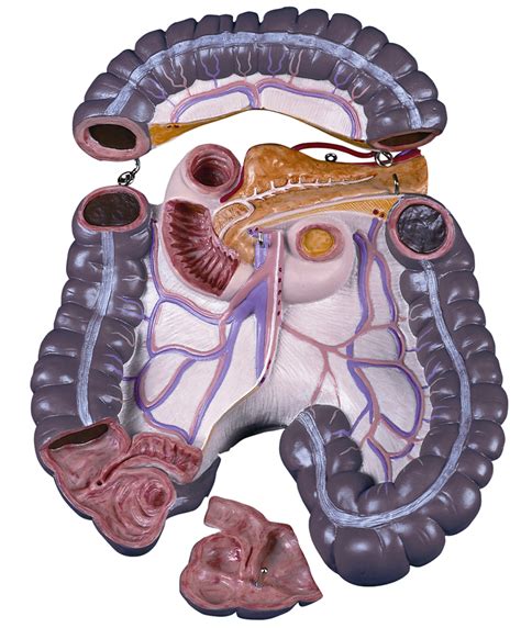 large intestine 1 diagram quizlet