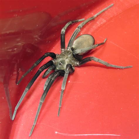 Female Southern House Spider K Hibernalis By Kamose On Deviantart