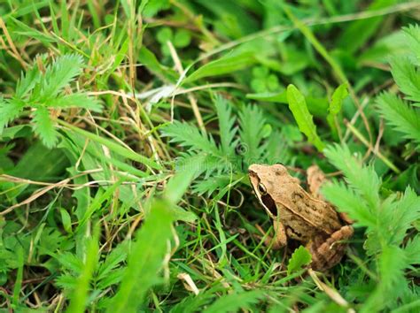 Frog In Grass Stock Image Image Of Wild Wildlife Environment 39099099
