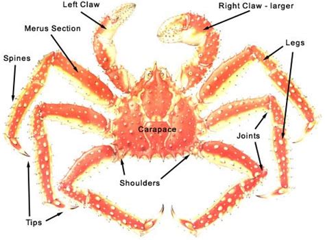 King Crab - Alaskan Cold-Water Giants | Animal Pictures and Facts