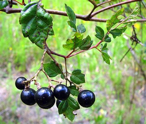 Sometimes called scuppernongs, these grapes are popular because they have a high degree of tolerance to pests and diseases and can be grown with minimal or no use of pesticides. PURE FLORIDA: Tame Grapes, Wild Grapes, NonGrapes