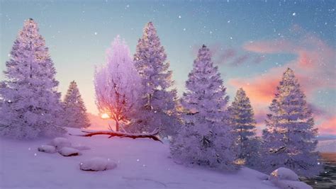 Peaceful Winter Scenery With Snow Covered Fir Tree Forest On Shore Of