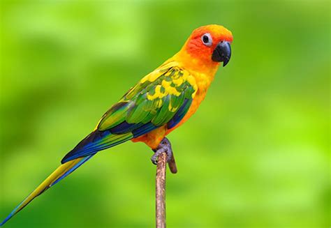 Image Result For Sun Conure Conure Parrots Conure Sun Conure