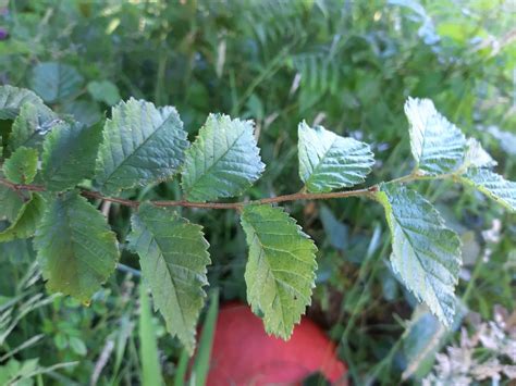 Is This An Elm Sapling Tree Identification Pictures Arbtalk The