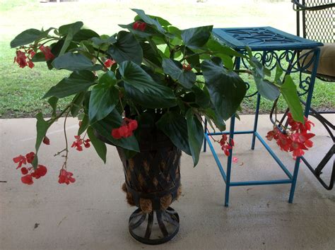 Mommas Planter The Dragon Wing Begonia Loves It Container