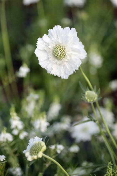 Scabiosa Caucasica Fama White Green And Gorgeous Flowers