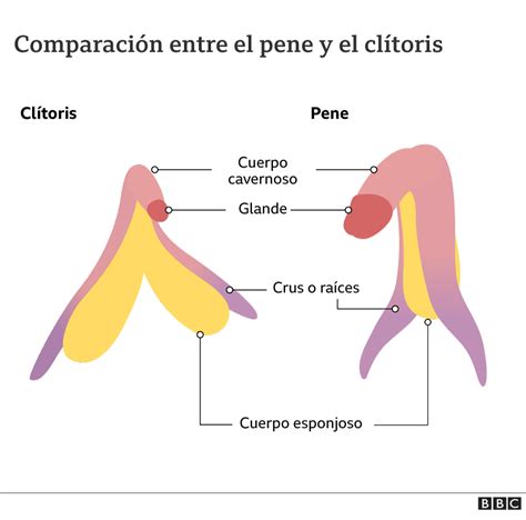 What The Clitoris Really Is Like And What Similarities It Has To The Penis Digis Mak