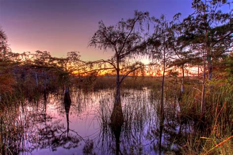 Wild Beauty Of Americas Everglades Subtropical