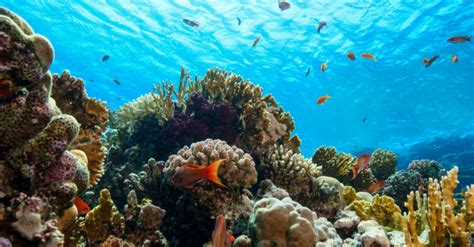 Rocket, the kfm mascot, is passionate about the conservation of the ocean and. 7 Ways To Celebrate World Oceans Day in 2021 - THE BEST ...