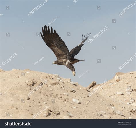 Golden Eagle Subadult Wild Bird Flying In The African Desert Stock