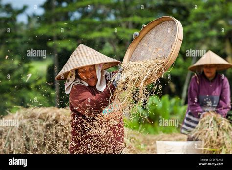 Ubud Bali Island Indonesia March 25 2017 Indonesian Farmer Woman Harvesting Winnowing